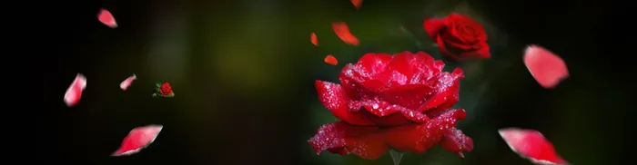 淘宝护肤玫瑰花瓣背景banner高清