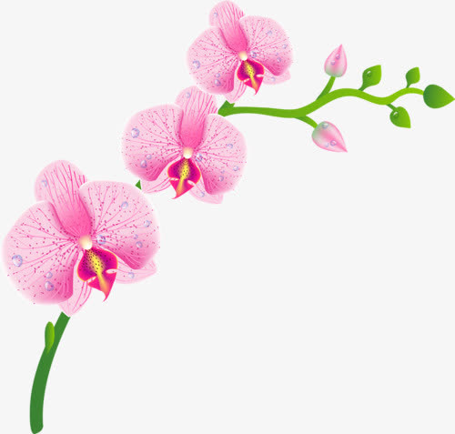 手绘红花 花骨朵 绿叶 树枝png素材免抠