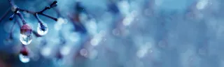 冬季唯美树枝水滴背景banner高清