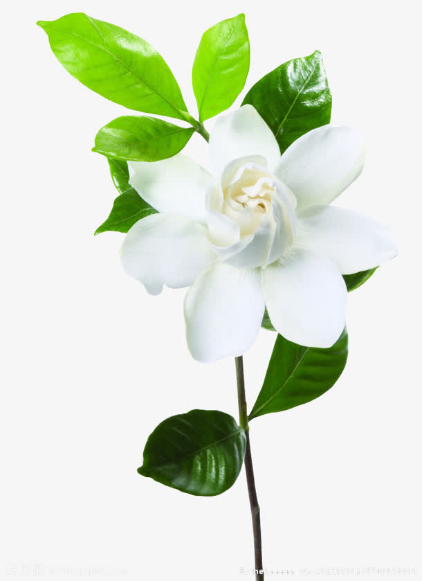 绿叶白花清新枝叶免抠