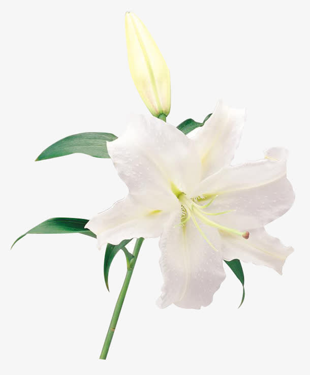高清白花绿叶百合花免抠