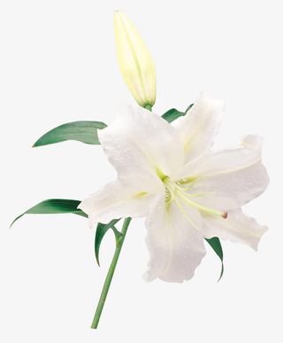 高清白花绿叶百合花免抠