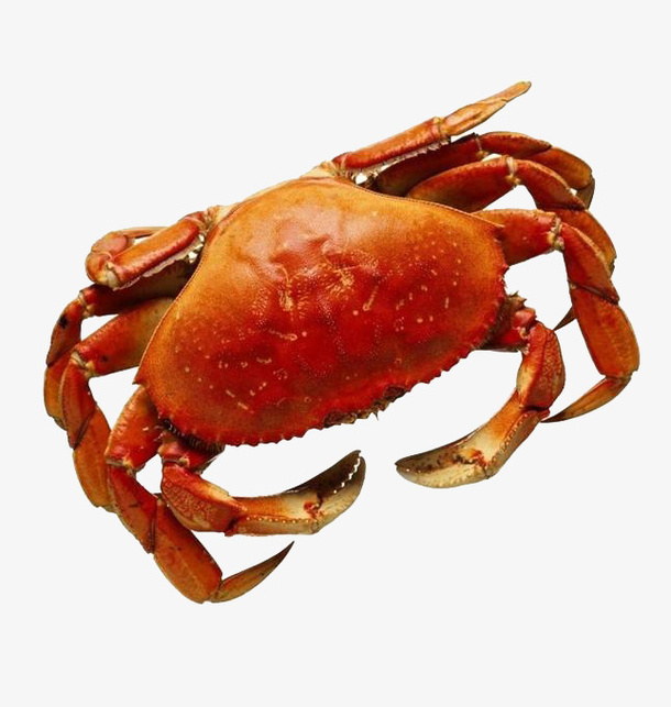 河里河蟹免抠