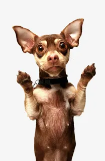 狗 小狗 宠物 动物免抠