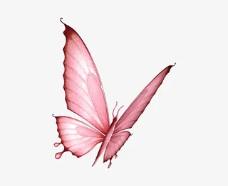 粉色蝴蝶免抠