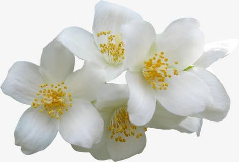 白色金秋桂花免抠