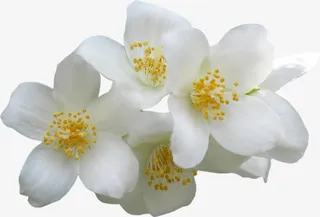 白色金秋桂花免抠