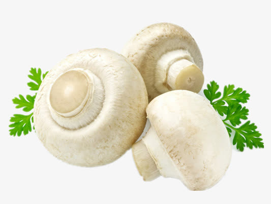 天然猴头菇免抠