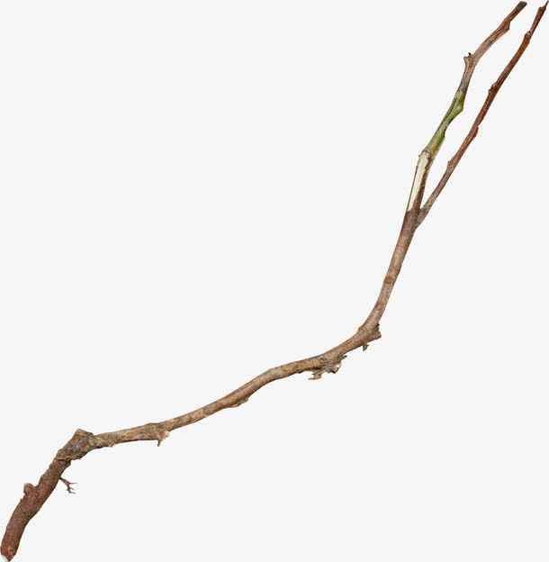 棕色枯枝免抠