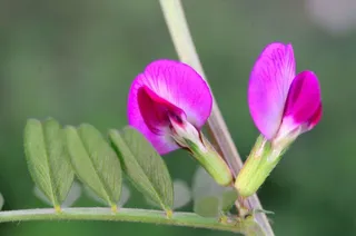 万物复苏的春日高清
