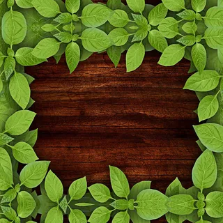 绿叶环绕海报背景高清