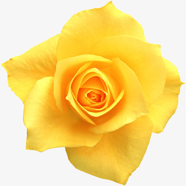 黄色玫瑰正面花朵免抠