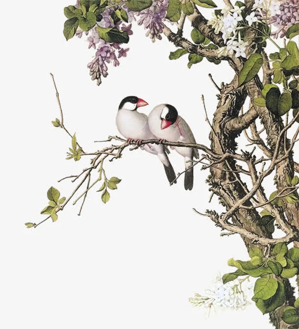 树枝上的小鸟手绘插画免抠