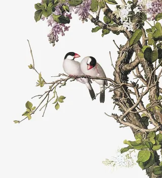 树枝上的小鸟手绘插画免抠