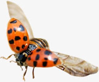 春季飞翔在天空的昆虫免抠