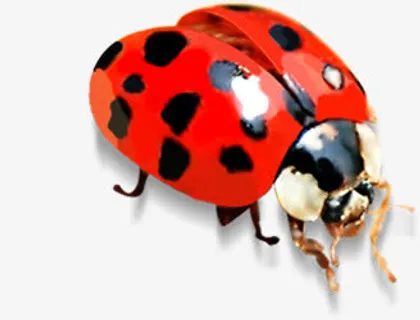 红色春天可爱小动物瓢虫免抠装饰动物元素