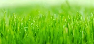 植物banner创意设计温馨淘宝海报背景高清