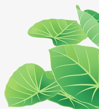 卡通荷花小清新清明节素材免抠