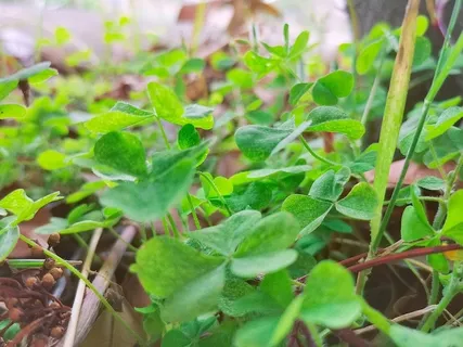 三叶草的春天高清