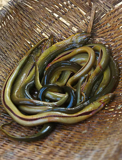 网兜死鳝鱼免抠