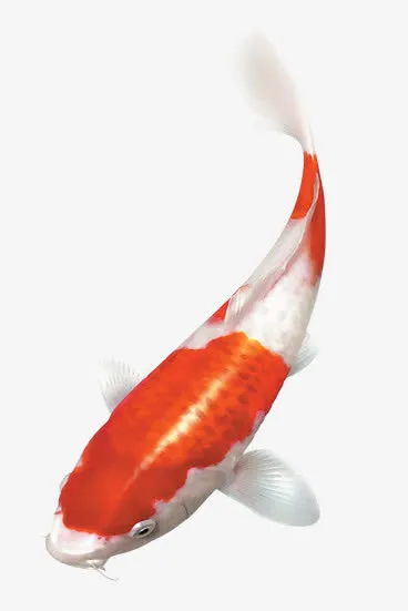 金鱼免抠