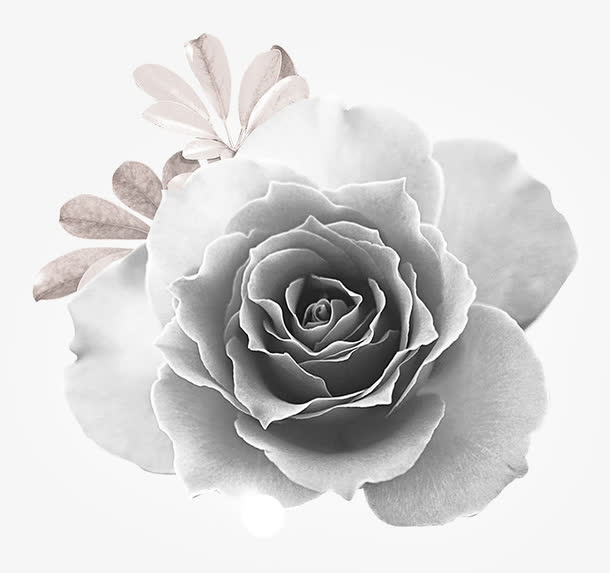花瓣免抠