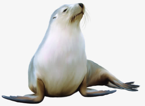 手绘海豹免抠