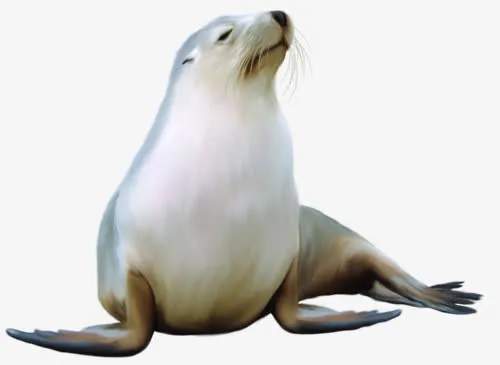 手绘海豹免抠