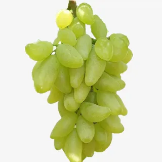 金手指葡萄免抠