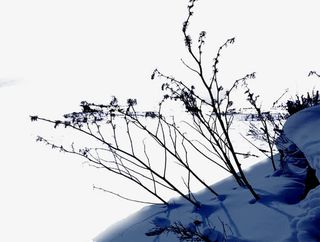 高清摄影冬天的雪景场景树木免抠