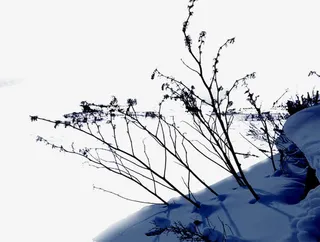 高清摄影冬天的雪景场景树木免抠