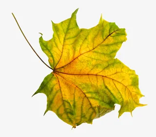 实物秋天落叶枫叶免抠