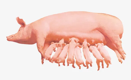 农家猪免抠