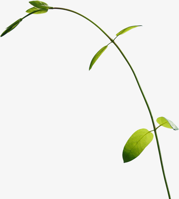 树枝树叶素材免抠免抠