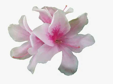 三朵盛开的浅粉色杜鹃花瓣免抠漂浮花瓣元素 三朵盛开的浅粉色杜鹃花瓣免抠漂浮花瓣元素