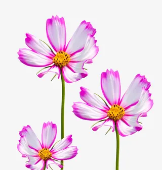 紫色格桑花免抠