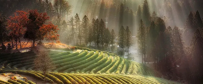 大气茶园banner背景高清
