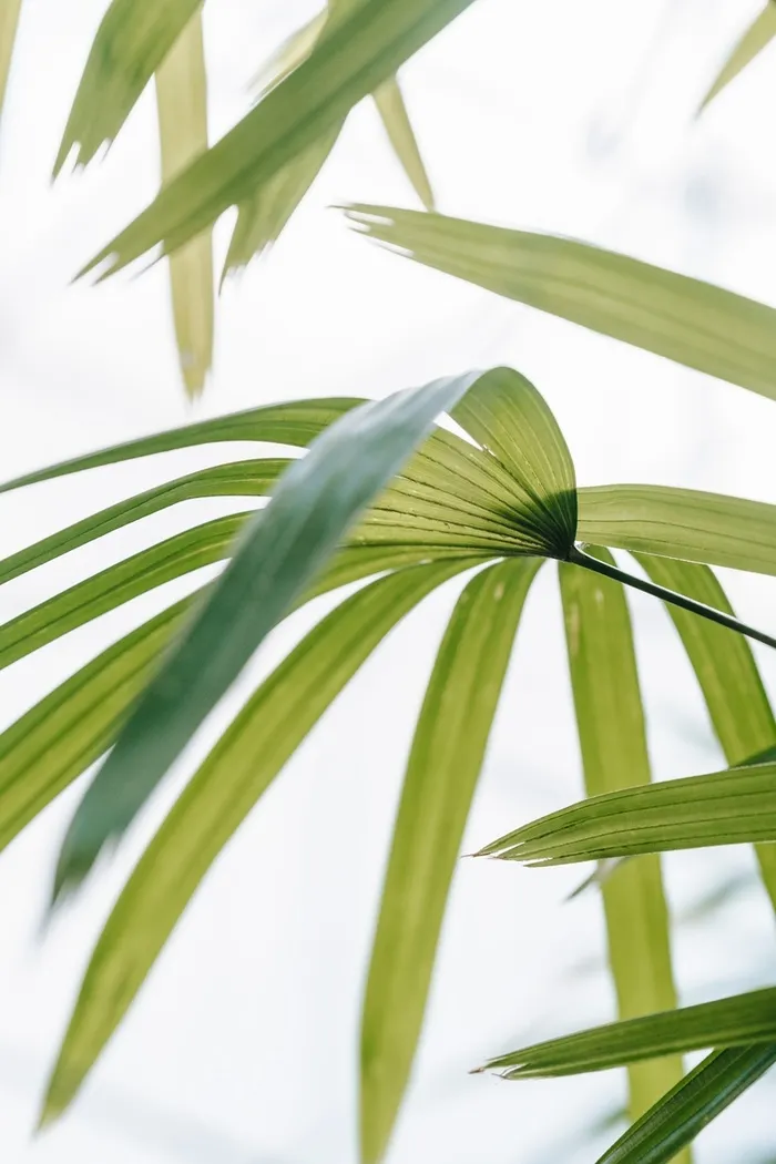植物风格背景高清