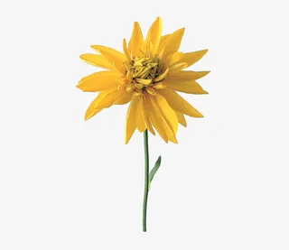 一朵绽放的金色花儿免抠