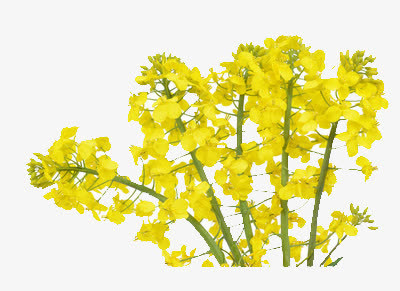 黄色的油菜花免抠