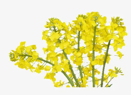 黄色的油菜花免抠