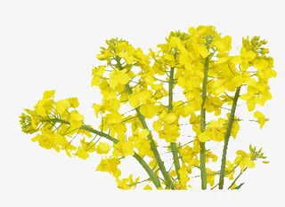 黄色的油菜花免抠