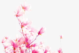 粉色淡雅桃花花开免抠