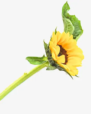 黄色的葵花免抠