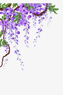 紫藤花藤蔓图片素材免抠 紫藤花藤蔓图片素材免抠