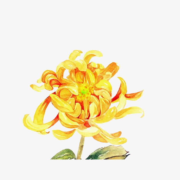 手绘菊花免抠