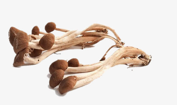 产品实物茶树菇免抠