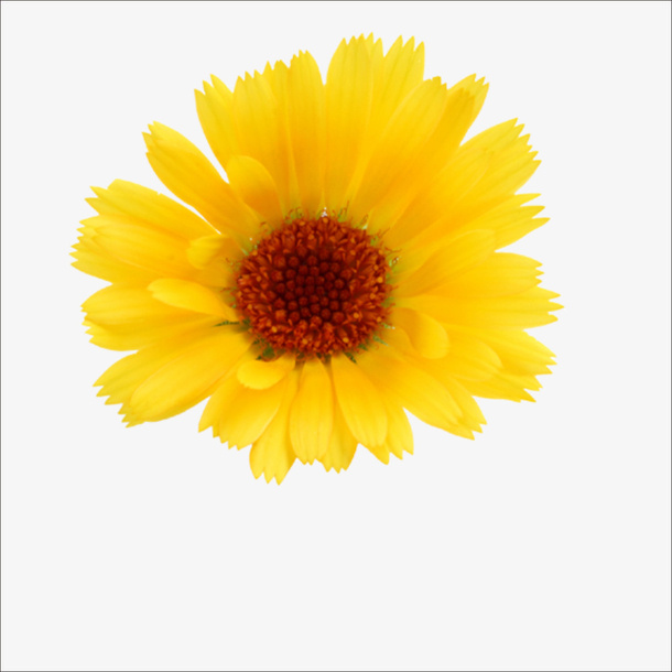 重阳鲜花免抠