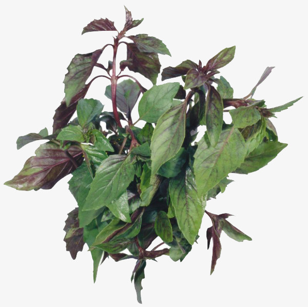一棵紫苏免抠