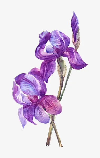 紫色水粉手绘花朵免抠